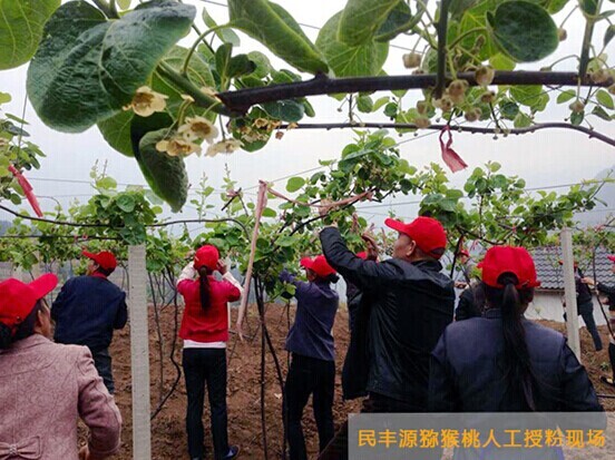 民豐源：用心出品每一個有機(jī)獼猴桃
