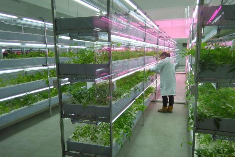 中國最大的植物工廠在北京建成投產(chǎn)