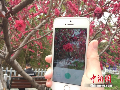 人工智能還能這么玩！識花神器讓你三秒告別“花癡”