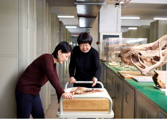 中國科學院院士、古脊椎動物學家張彌曼教授榮膺2018年度歐萊雅-聯(lián)合國教科文組織“世界杰出女科學家成就獎”